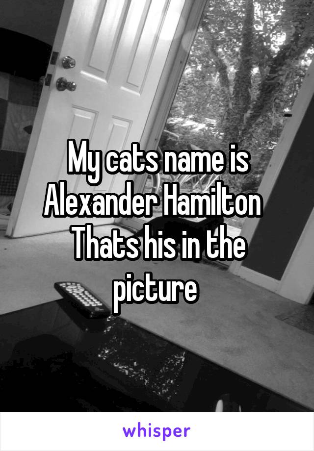 My cats name is Alexander Hamilton  
Thats his in the picture 