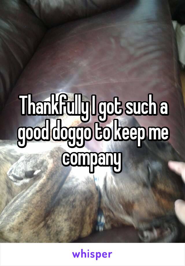 Thankfully I got such a good doggo to keep me company 