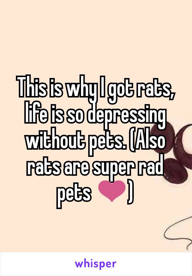 This is why I got rats, life is so depressing without pets. (Also rats are super rad pets ❤)
