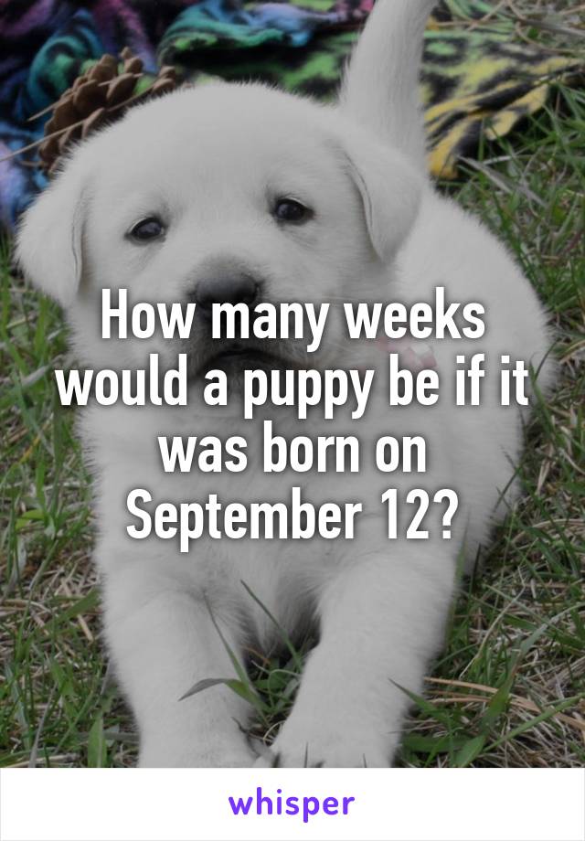 How many weeks would a puppy be if it was born on September 12?
