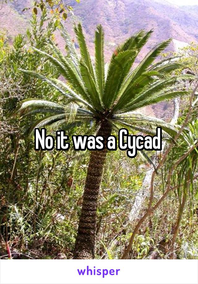 No it was a Cycad 