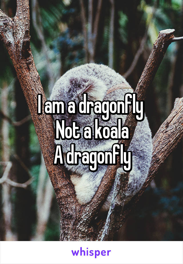 I am a dragonfly 
Not a koala
A dragonfly
