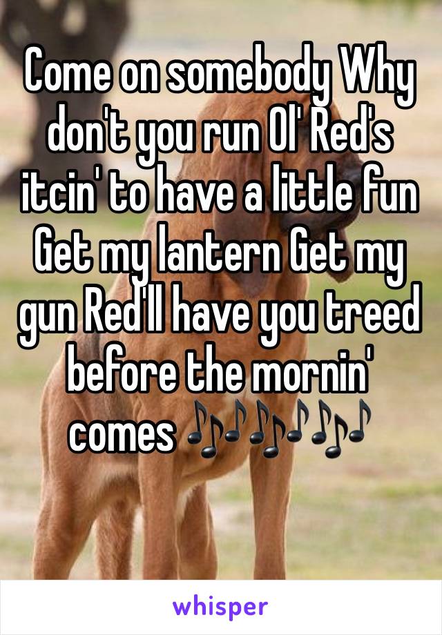 Come on somebody Why don't you run Ol' Red's itcin' to have a little fun Get my lantern Get my gun Red'll have you treed before the mornin' comes 🎶🎶🎶

