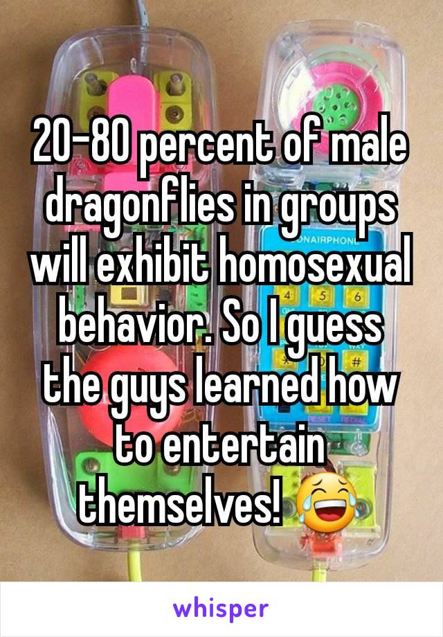 20-80 percent of male dragonflies in groups will exhibit homosexual behavior. So I guess the guys learned how to entertain themselves! 😂