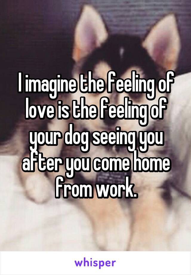 I imagine the feeling of love is the feeling of your dog seeing you after you come home from work.