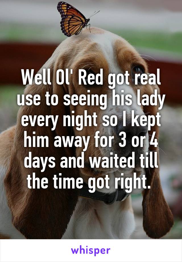 Well Ol' Red got real use to seeing his lady every night so I kept him away for 3 or 4 days and waited till the time got right. 