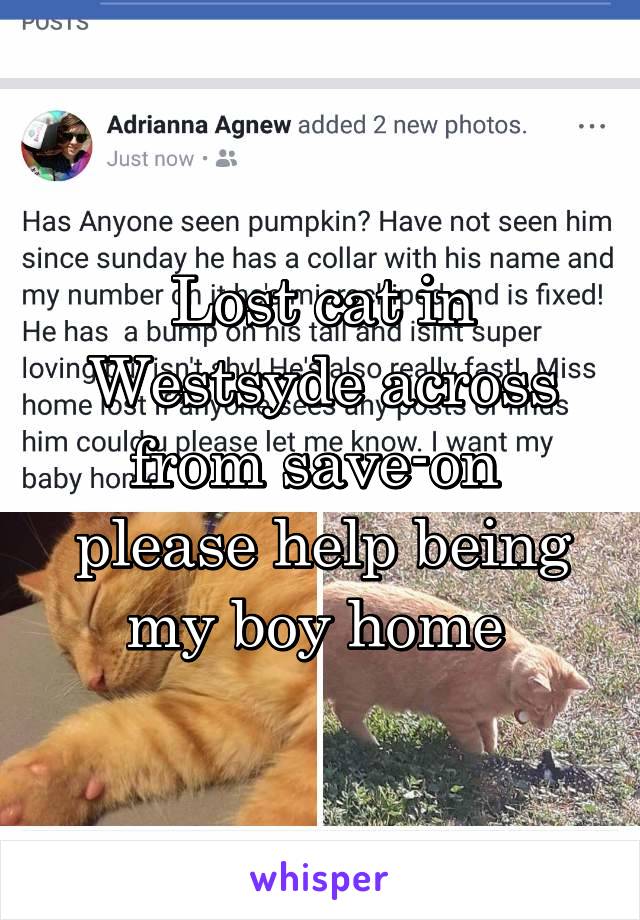 Lost cat in Westsyde across from save-on  please help being my boy home 