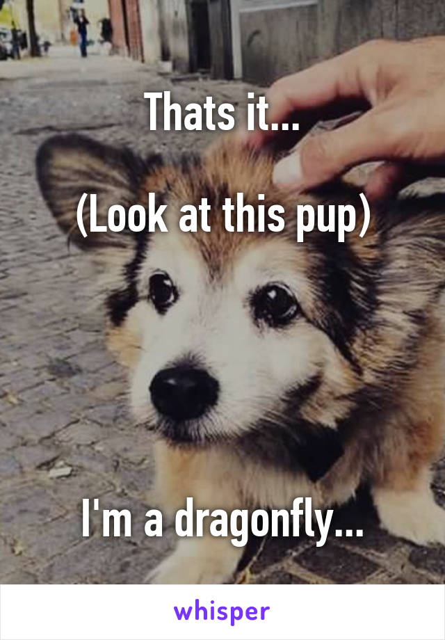 Thats it...

(Look at this pup)





I'm a dragonfly...