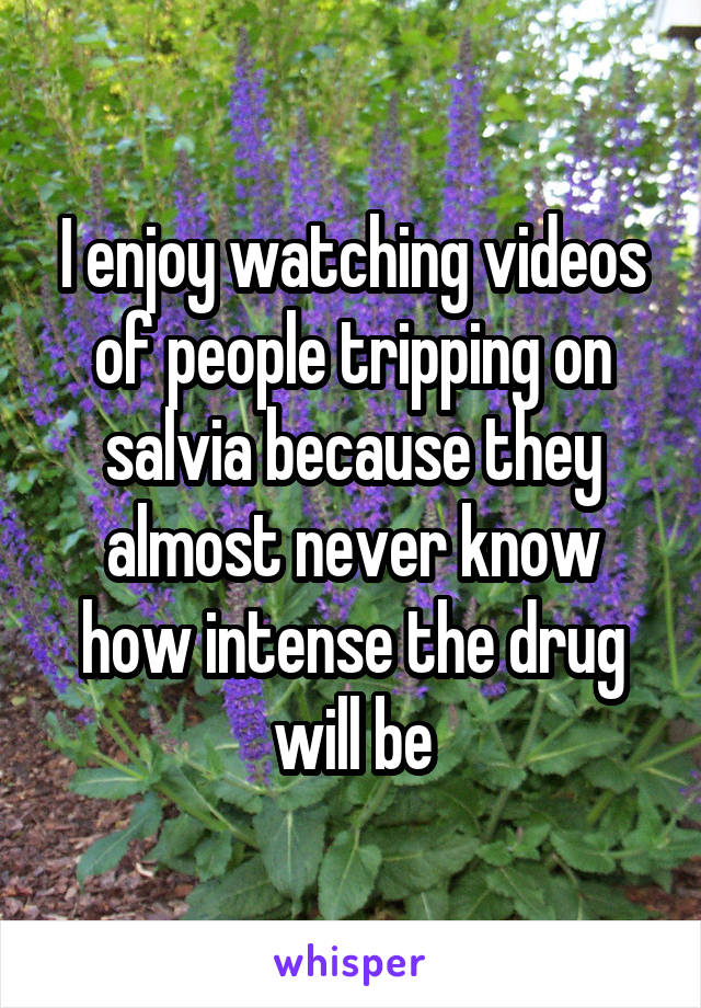 I enjoy watching videos of people tripping on salvia because they almost never know how intense the drug will be