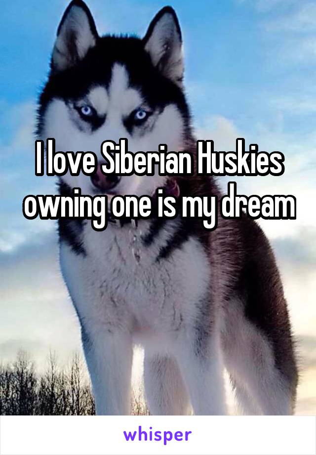 I love Siberian Huskies owning one is my dream 
