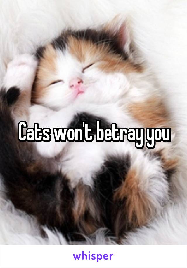 Cats won't betray you