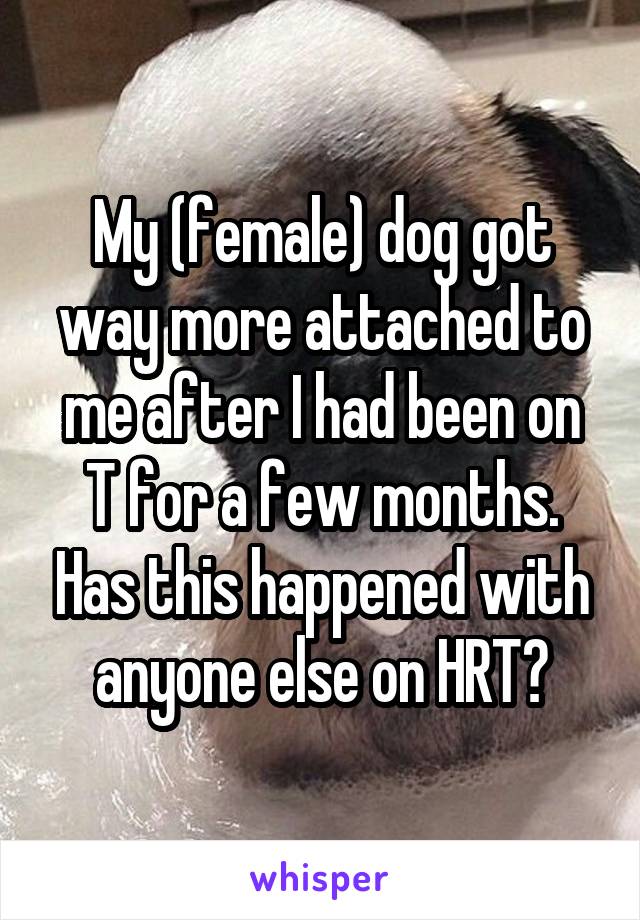 My (female) dog got way more attached to me after I had been on T for a few months. Has this happened with anyone else on HRT?