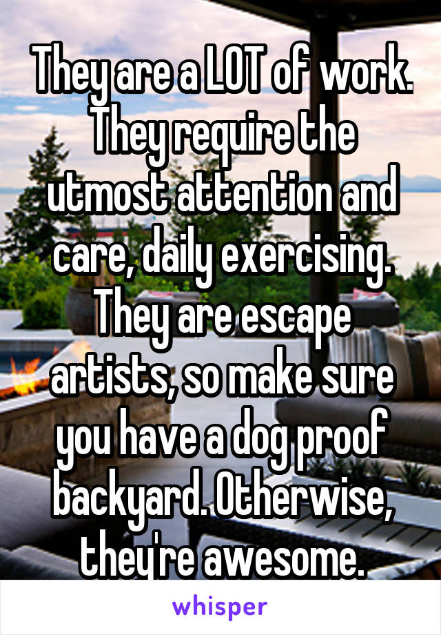 They are a LOT of work. They require the utmost attention and care, daily exercising. They are escape artists, so make sure you have a dog proof backyard. Otherwise, they're awesome.