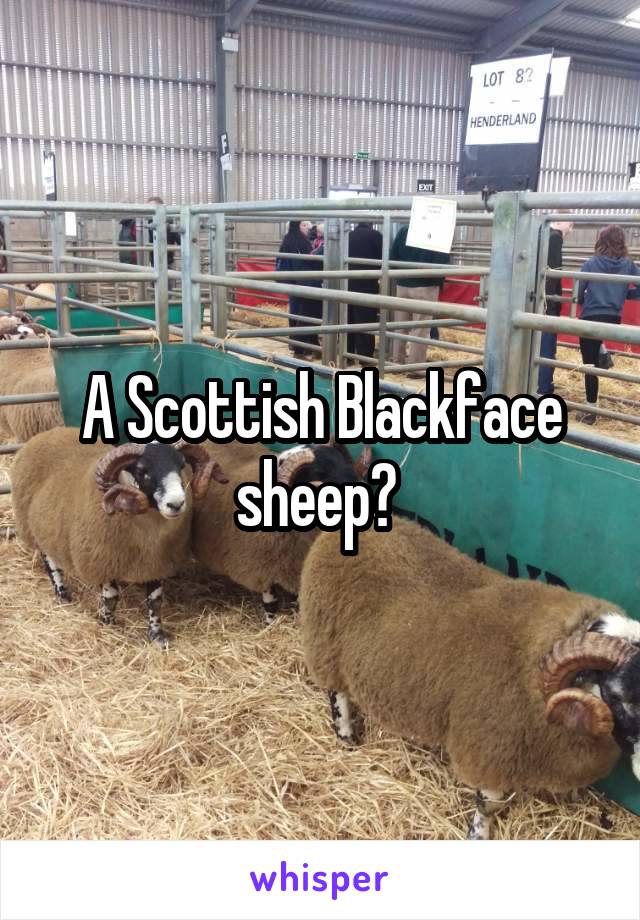 A Scottish Blackface sheep? 