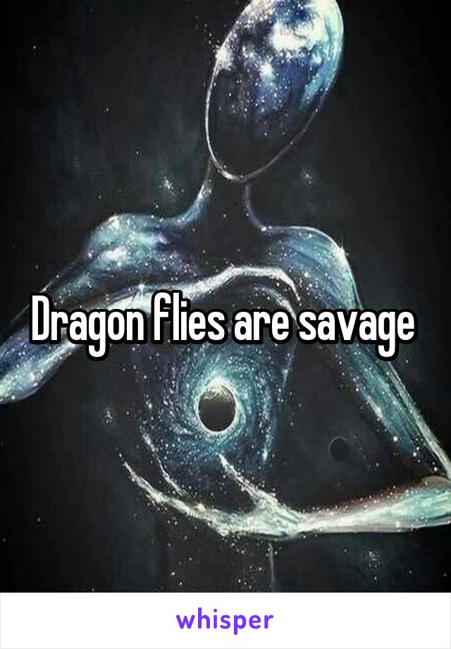 Dragon flies are savage 