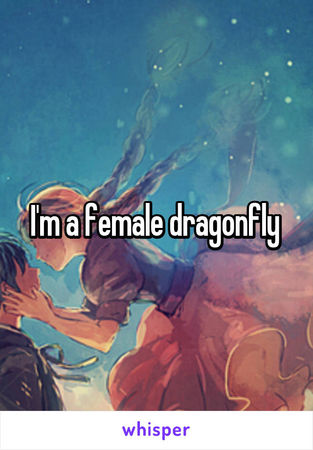 I'm a female dragonfly 