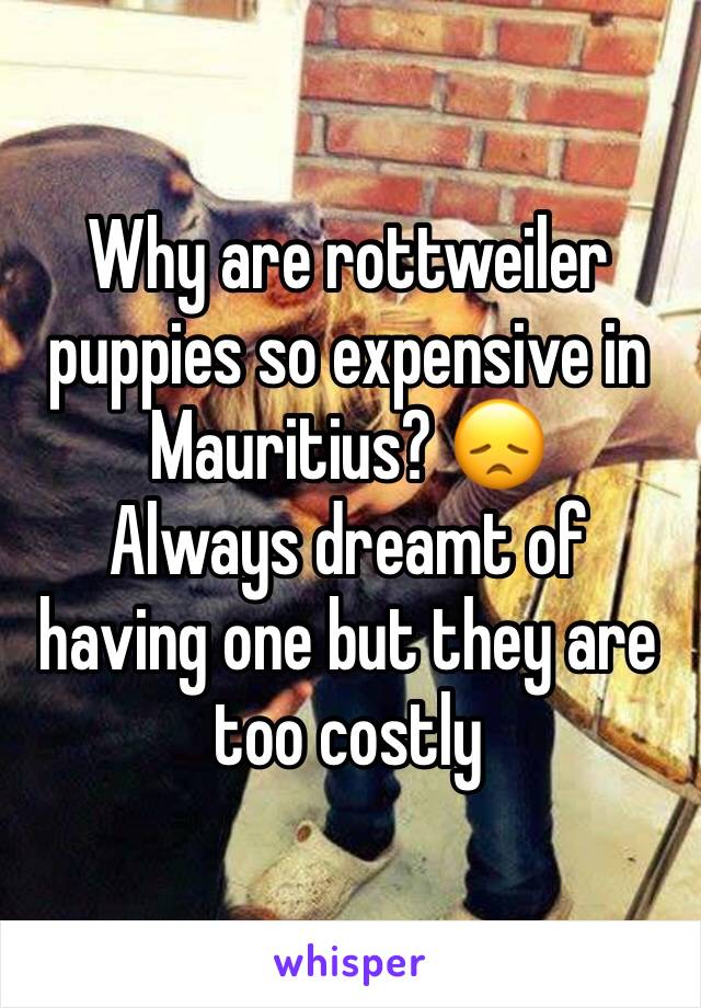 Why are rottweiler puppies so expensive in Mauritius? 😞
Always dreamt of having one but they are too costly