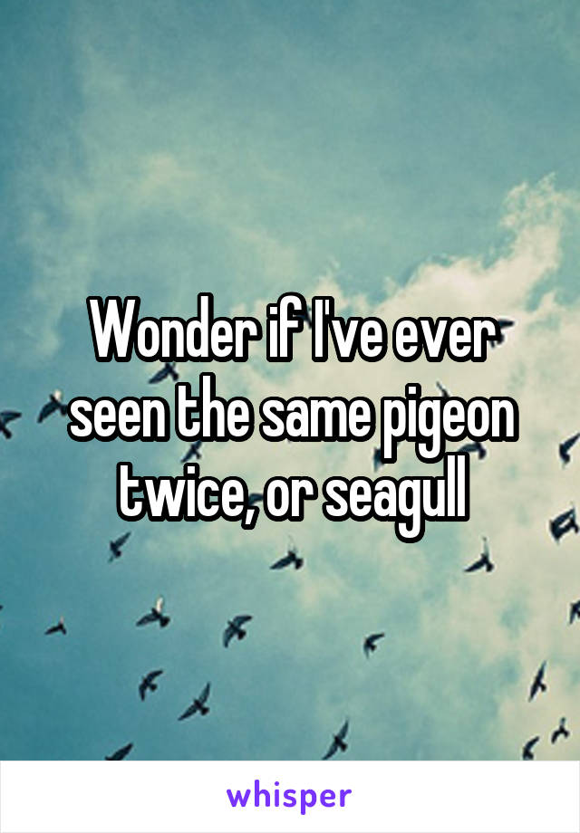 Wonder if I've ever seen the same pigeon twice, or seagull