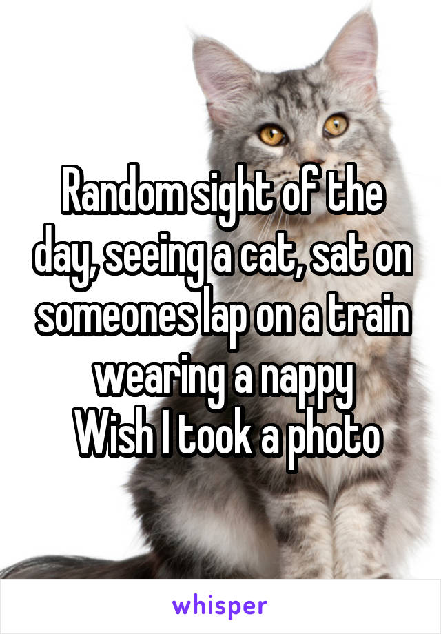 Random sight of the day, seeing a cat, sat on someones lap on a train wearing a nappy
 Wish I took a photo