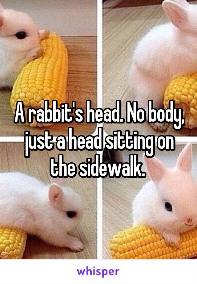 A rabbit's head. No body, just a head sitting on the sidewalk. 