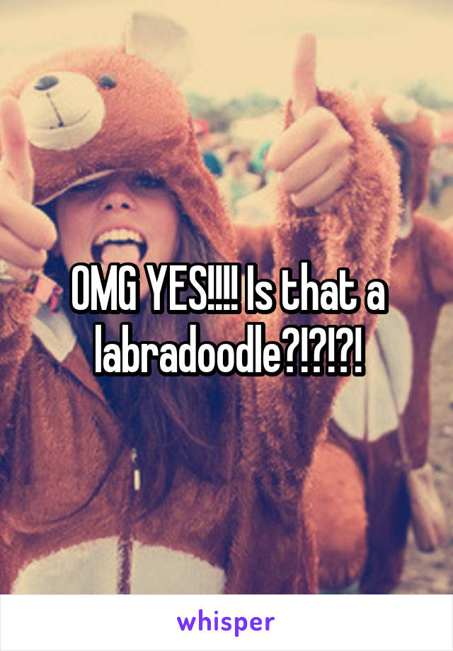 OMG YES!!!! Is that a labradoodle?!?!?!