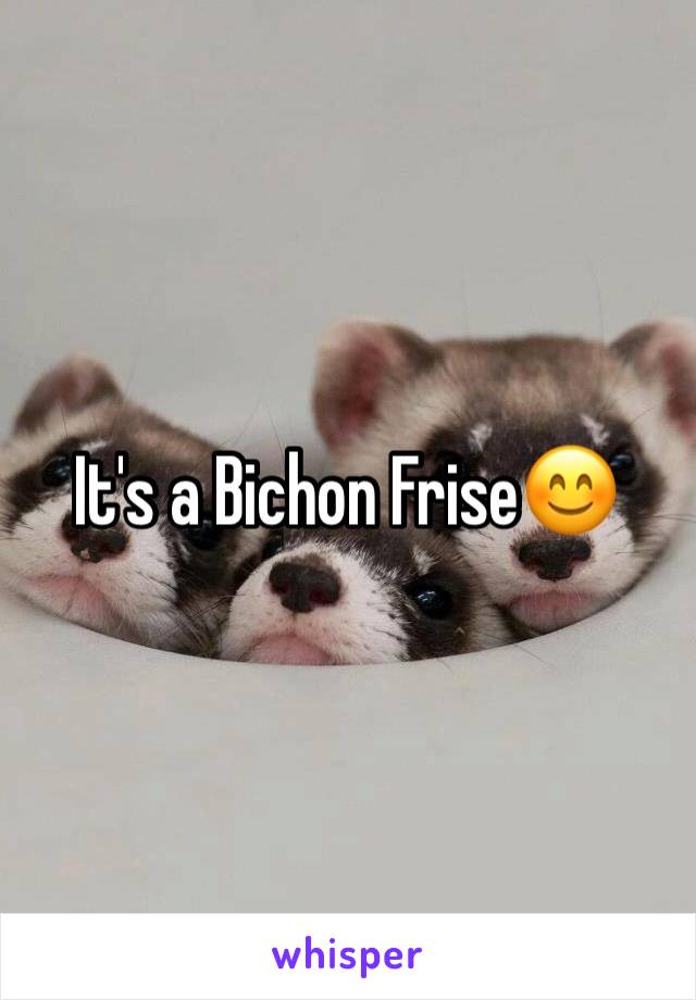 It's a Bichon Frise😊