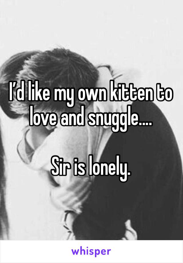 I’d like my own kitten to love and snuggle....

Sir is lonely.