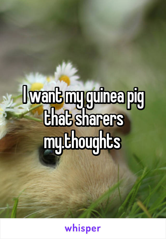 I want my guinea pig that sharers my.thoughts 
