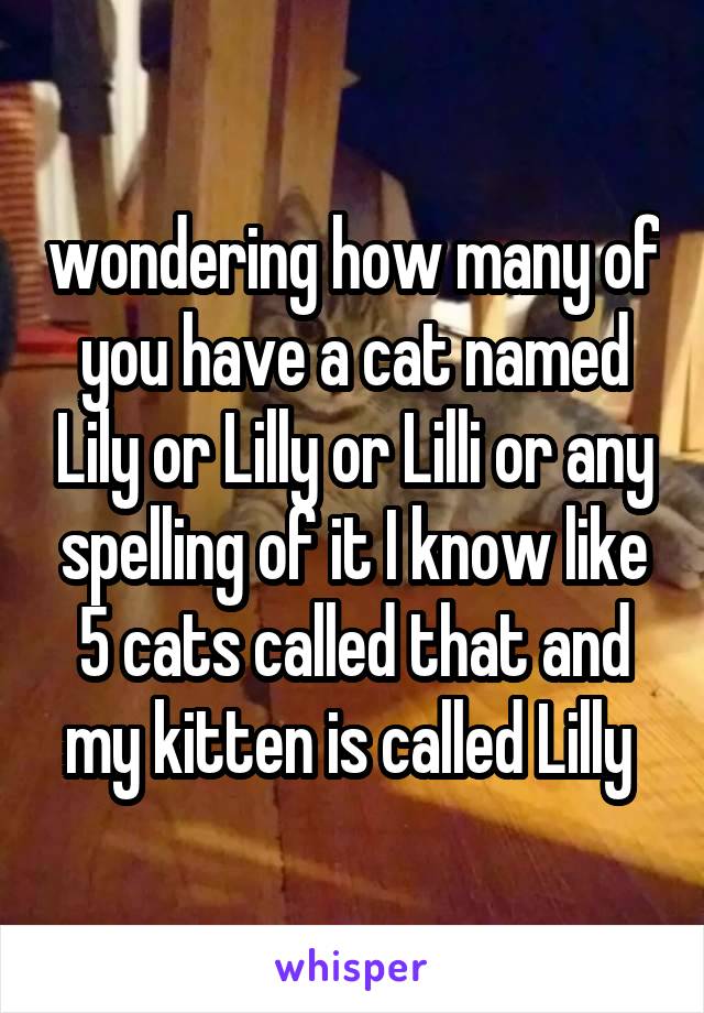 wondering how many of you have a cat named Lily or Lilly or Lilli or any spelling of it I know like 5 cats called that and my kitten is called Lilly 