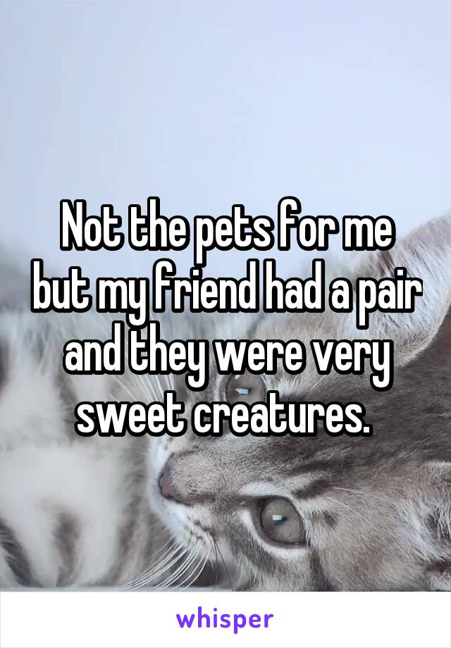 Not the pets for me but my friend had a pair and they were very sweet creatures. 