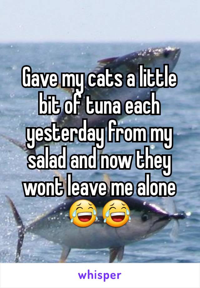 Gave my cats a little bit of tuna each yesterday from my salad and now they wont leave me alone 😂😂
