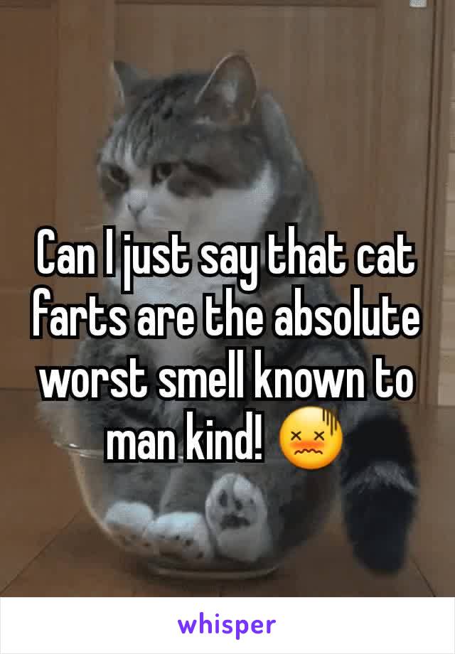 Can I just say that cat farts are the absolute worst smell known to man kind! 😖