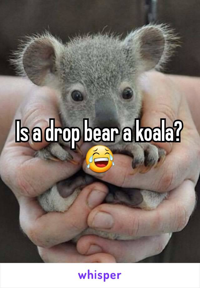 Is a drop bear a koala? 😂