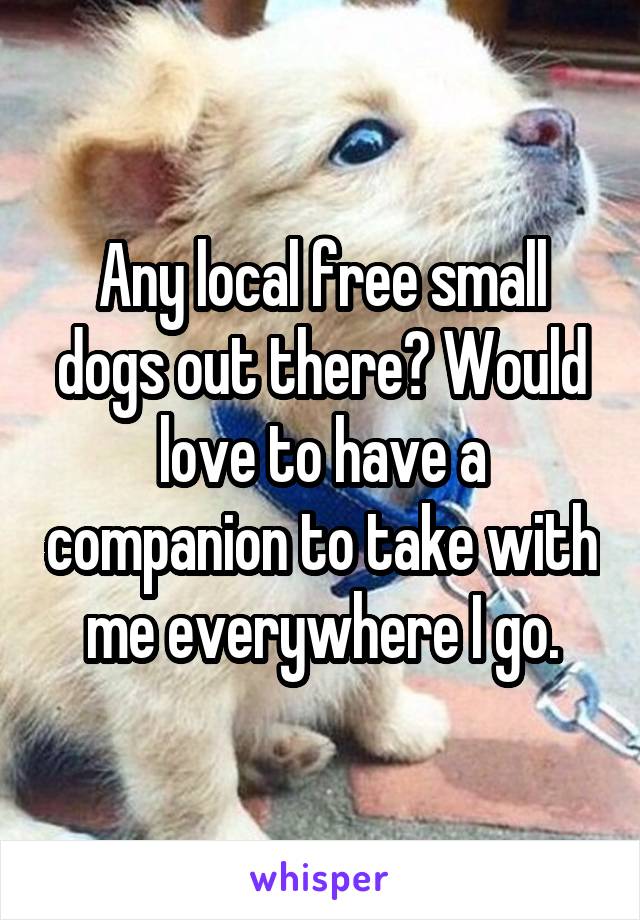 Any local free small dogs out there? Would love to have a companion to take with me everywhere I go.