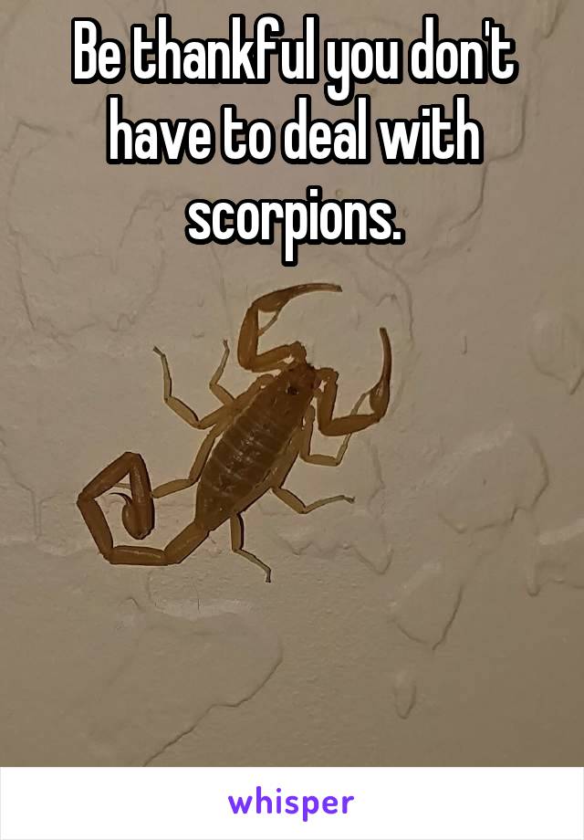 Be thankful you don't have to deal with scorpions.






