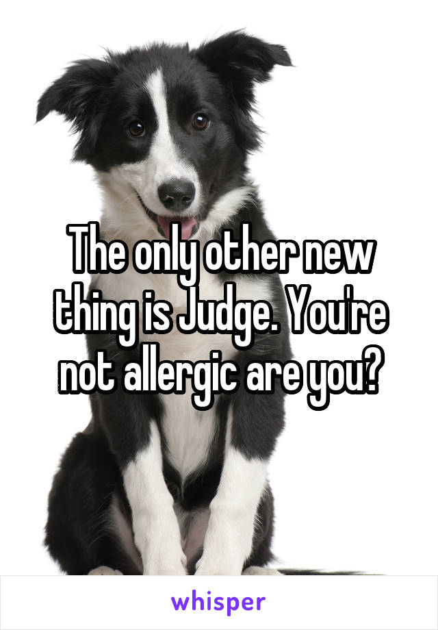 The only other new thing is Judge. You're not allergic are you?