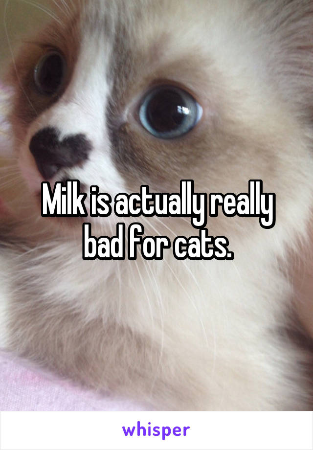 Milk is actually really bad for cats.