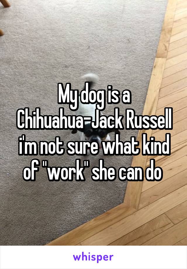 My dog is a Chihuahua-Jack Russell i'm not sure what kind of "work" she can do 