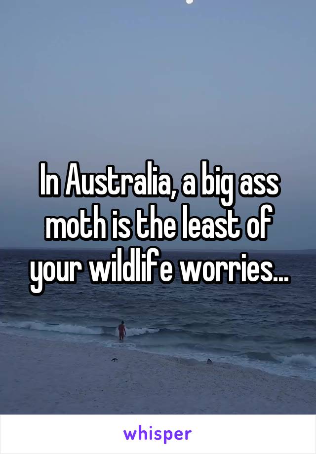 In Australia, a big ass moth is the least of your wildlife worries...