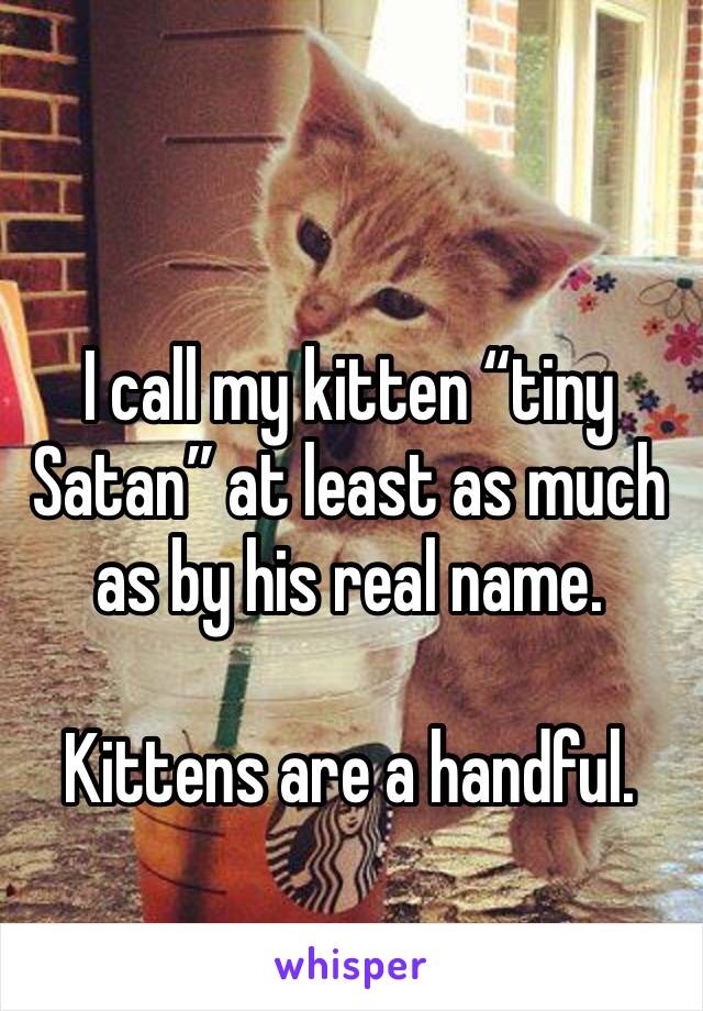 I call my kitten “tiny Satan” at least as much as by his real name. 

Kittens are a handful. 