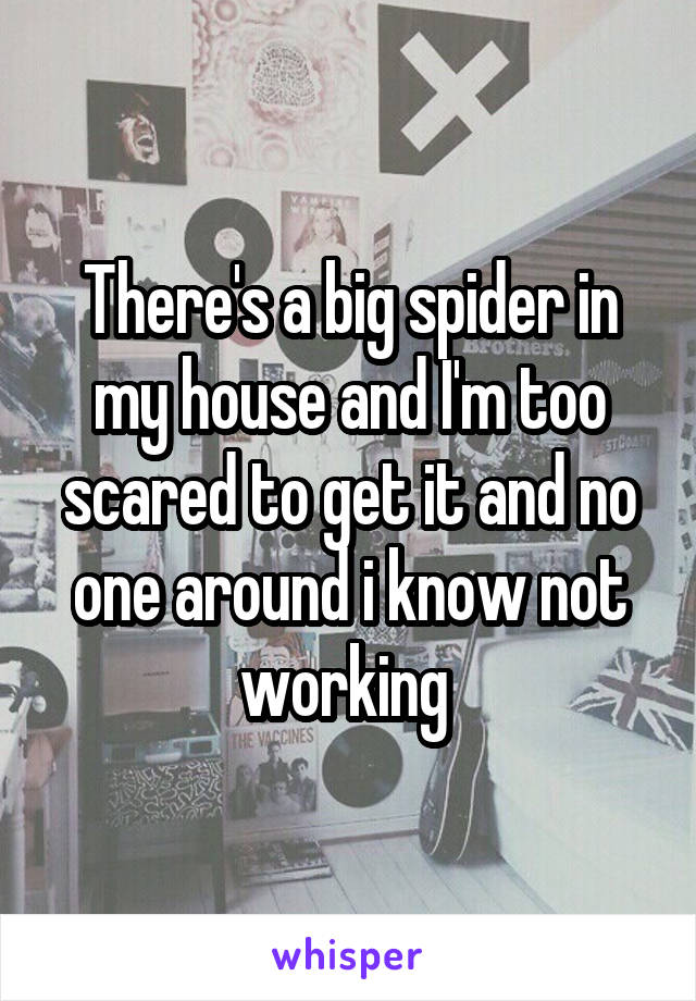 There's a big spider in my house and I'm too scared to get it and no one around i know not working 
