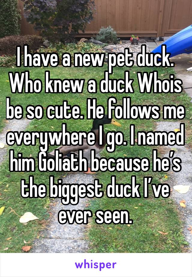 I have a new pet duck. Who knew a duck Whois be so cute. He follows me everywhere I go. I named him Goliath because he’s the biggest duck I’ve ever seen. 