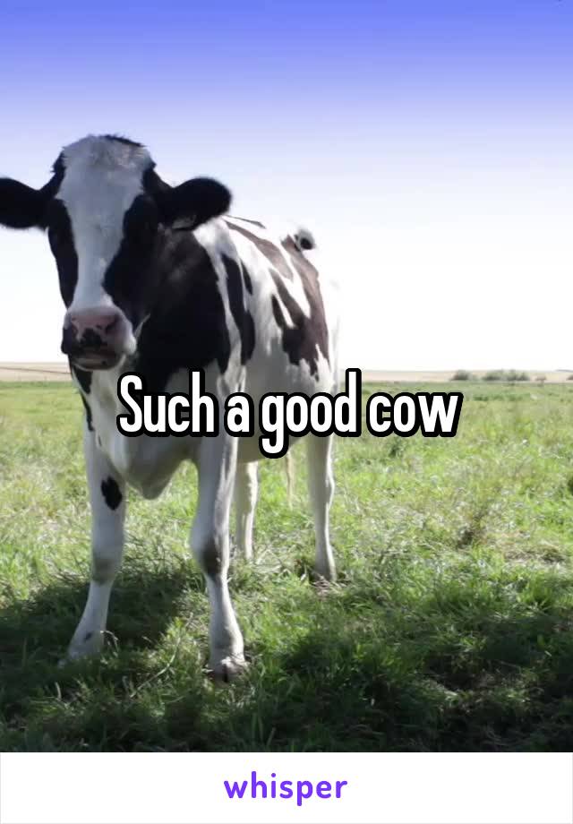 Such a good cow