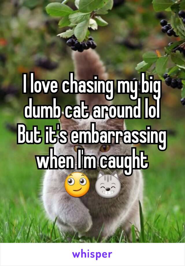 I love chasing my big dumb cat around lol
But it's embarrassing when I'm caught
🙄😸
