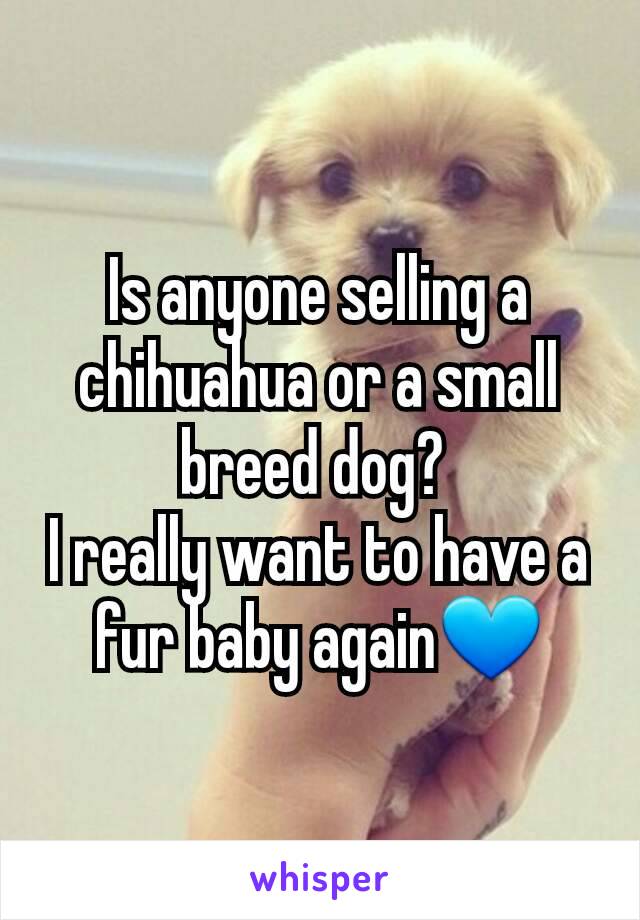 Is anyone selling a chihuahua or a small breed dog? 
I really want to have a fur baby again💙