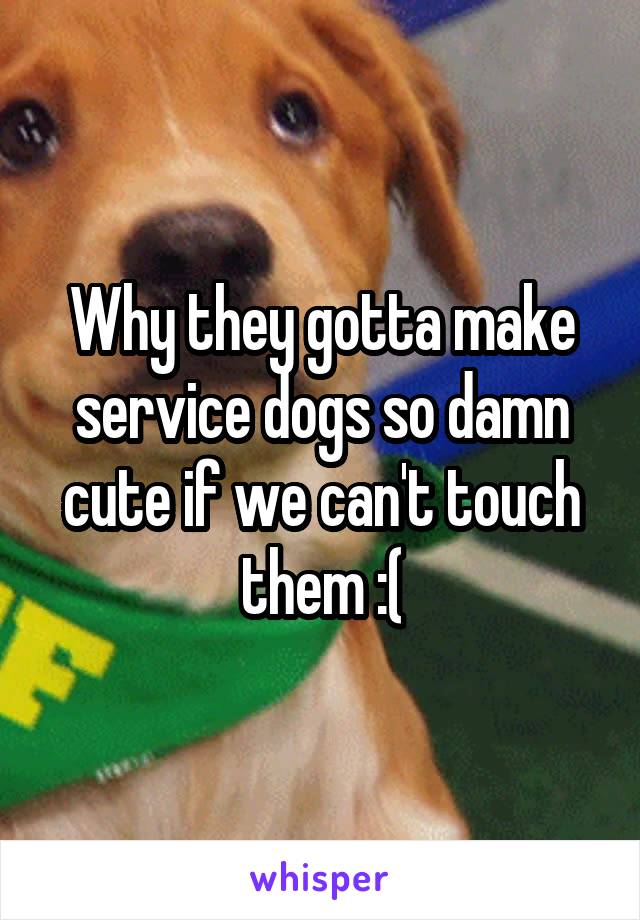 Why they gotta make service dogs so damn cute if we can't touch them :(