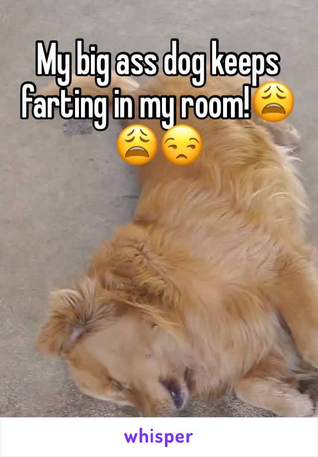 My big ass dog keeps farting in my room!😩😩😒