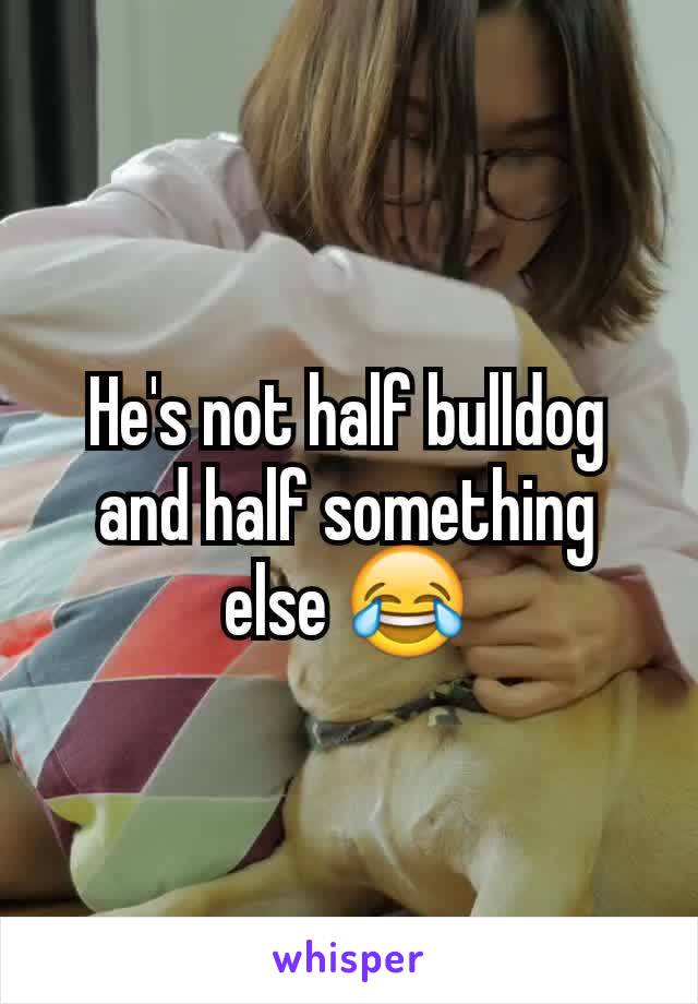 He's not half bulldog and half something else 😂