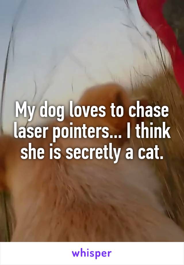 My dog loves to chase laser pointers... I think she is secretly a cat.