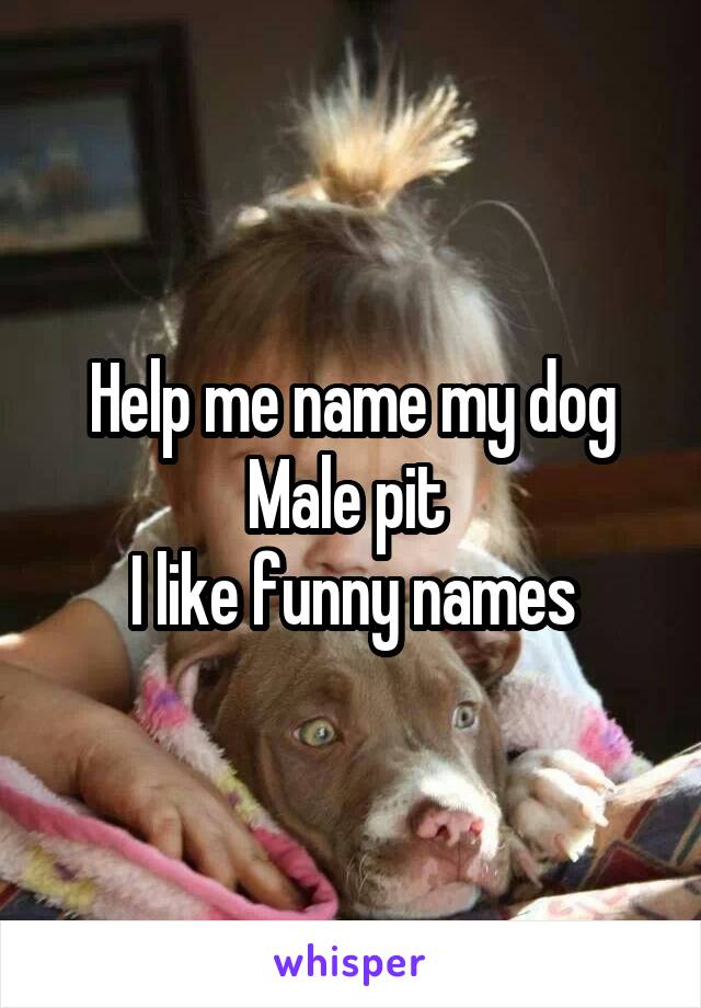 Help me name my dog
Male pit 
I like funny names